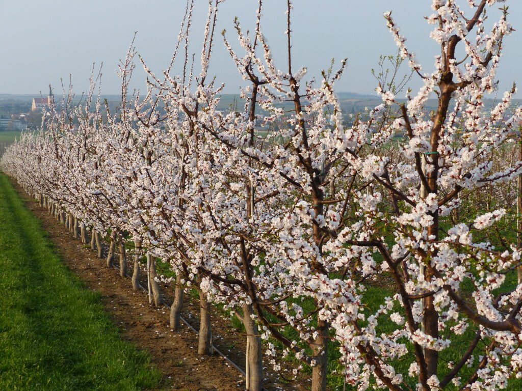 Marillenblüte in Poysdorf © Obstbaumschule Schreiber