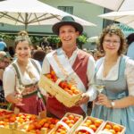 Erste Weinviertler Marillen reif – Poysdorf läutet den Marillensommer ein